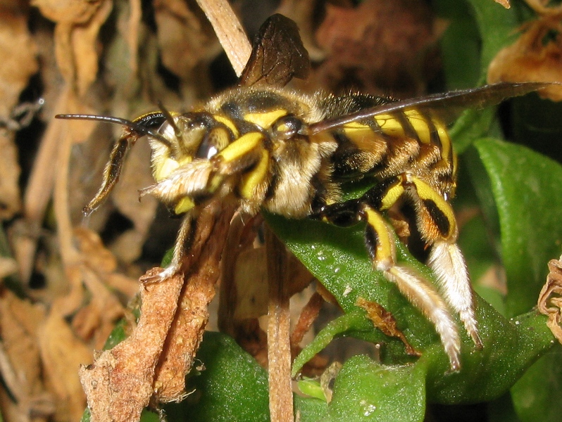 Anthidium cfr. florentinum (Apidae Megachilinae)